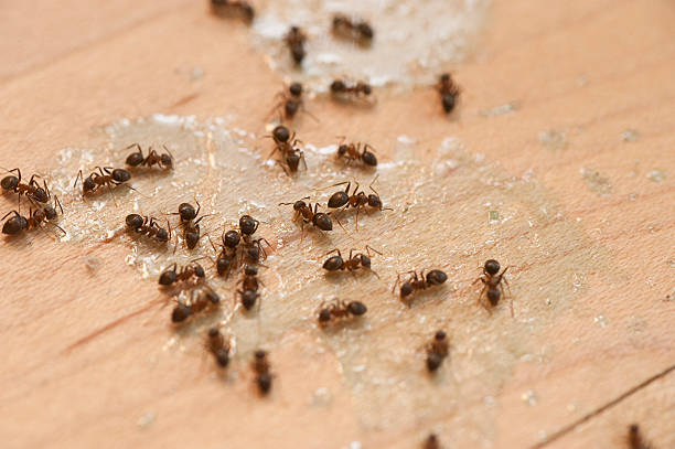Insect Control in Aetna Estates, CO