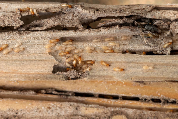 Best Best Pest Control Companies  in Aetna Estates, CO